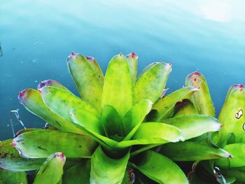 Close-up of succulent plant in lake