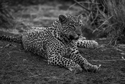 Leopard on field