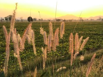 Crops growing on field against sky at sunset