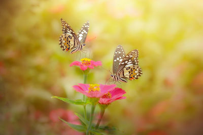 Close-up of butterfly pollinating on pink flower