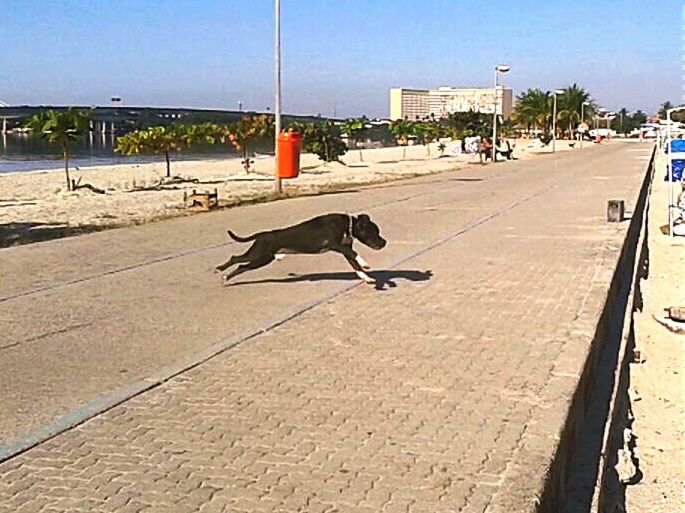 street, transportation, road, animal themes, shadow, sunlight, sky, building exterior, street light, road marking, pole, built structure, outdoors, sidewalk, incidental people, one animal, land vehicle, dog, day, city