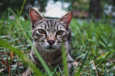 Portrait of cat on field