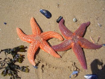 Close-up of starfish on beach