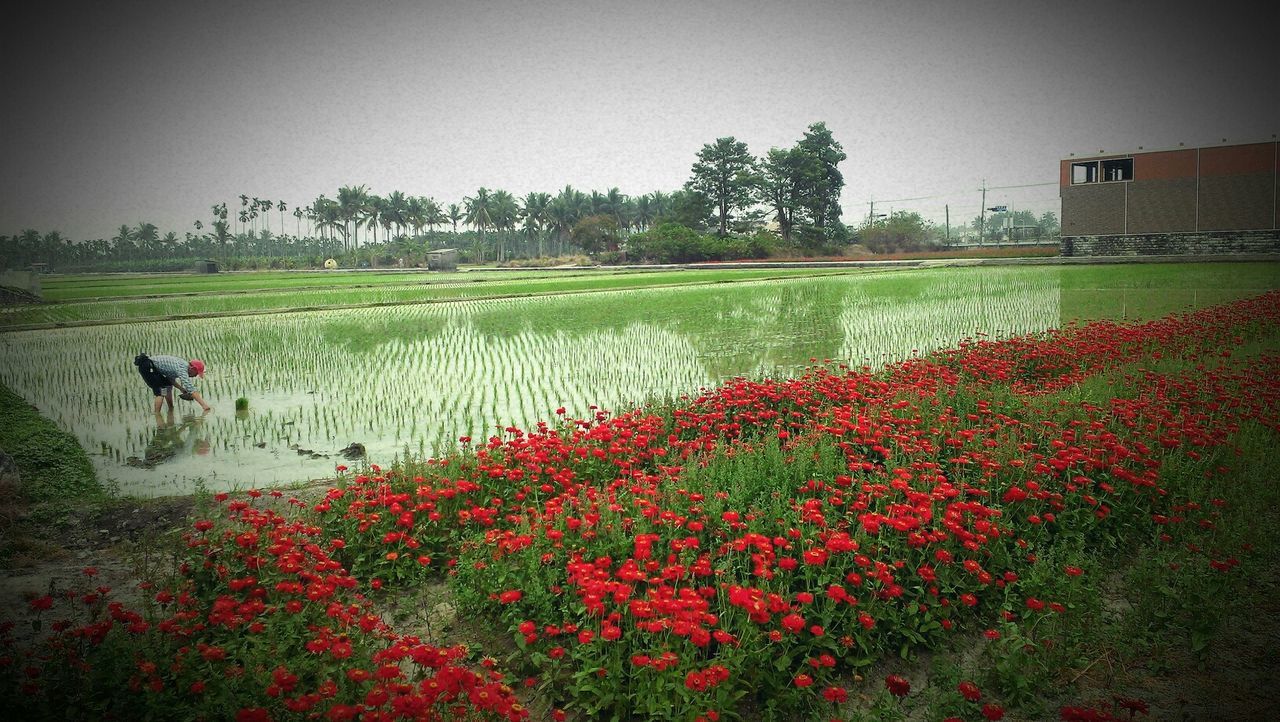 field, flower, grass, landscape, sky, nature, beauty in nature, tree, growth, tranquil scene, tranquility, plant, clear sky, lifestyles, rural scene, scenics, leisure activity, men, outdoors