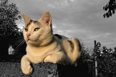 Portrait of cat sitting against sky