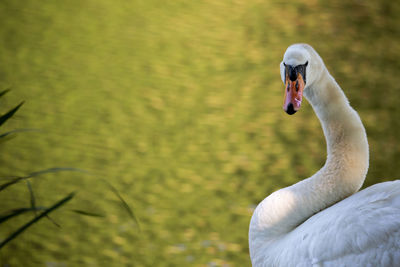 Swan in a lake