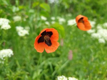 Close-up of orange poppy on plant