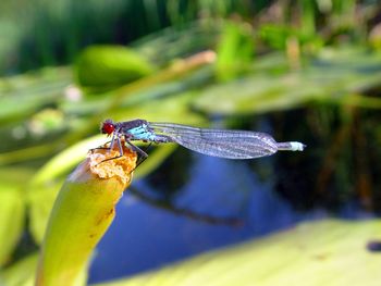 Close-up of dragonfly on leaf