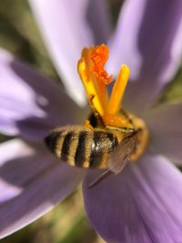 Close-up of bee on purple flower