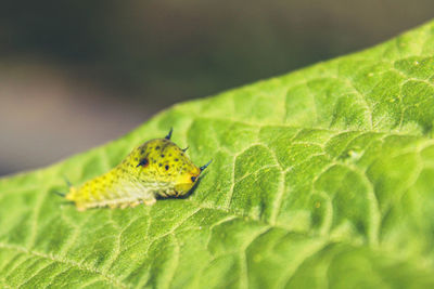 Close-up of insect on leaf