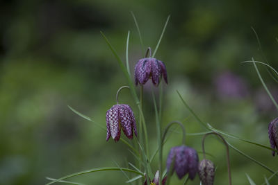 Close-up of purple flower
