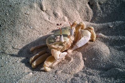 Close-up of crab on sand