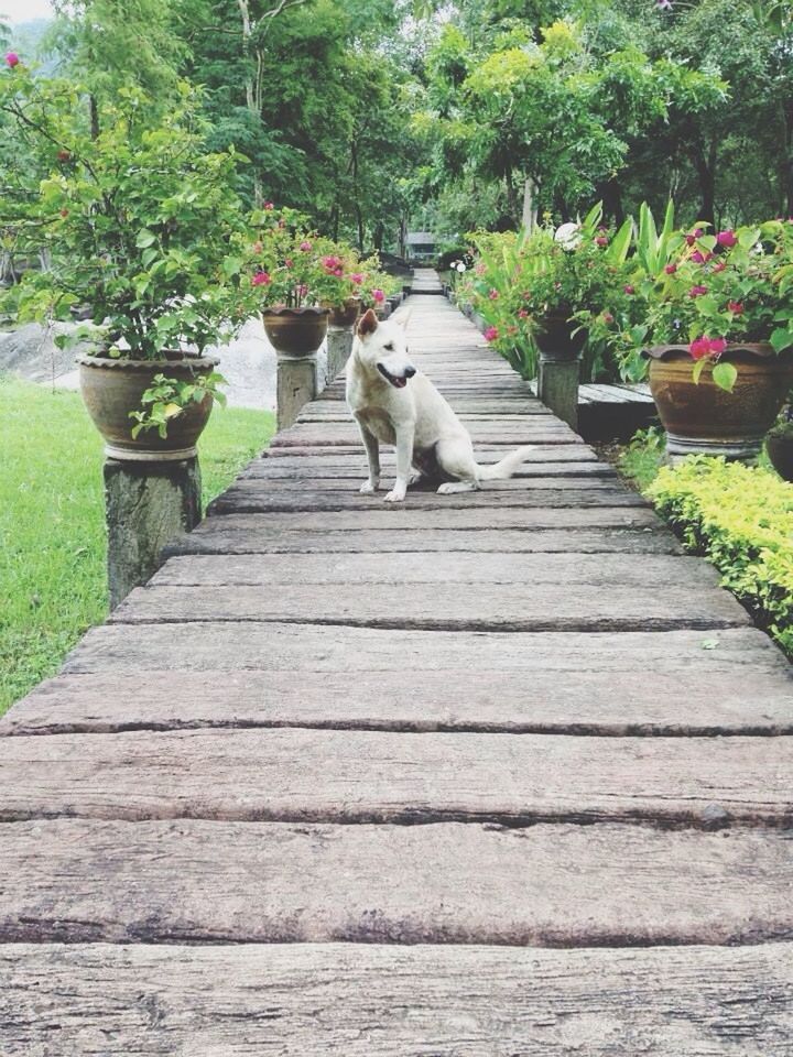 pets, animal themes, one animal, domestic animals, mammal, dog, tree, domestic cat, wood - material, plant, growth, nature, cat, outdoors, relaxation, boardwalk, day, park - man made space, sitting, no people