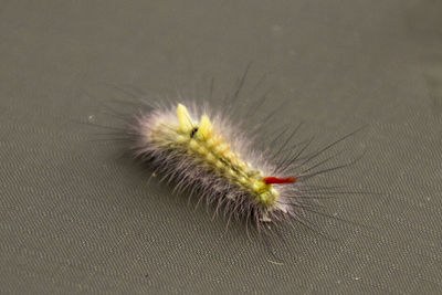 Close-up of insect on flower