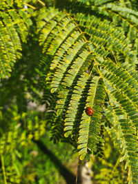 Close-up of ladybug on leaf