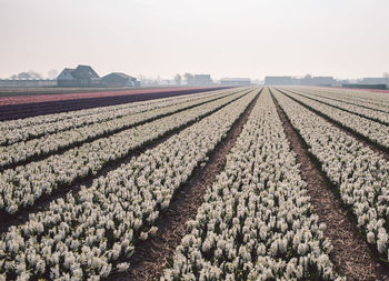 Aerial view of hyacinth flowers field