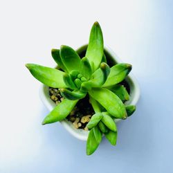Close-up of succulent plant against white background