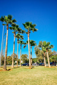 Palm trees on field against clear blue sky