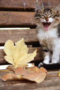 Close-up of cat yawning