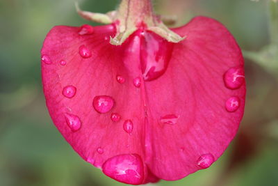 Close-up of wet pink flower