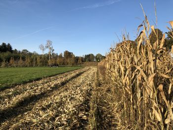 Scenic view of agricultural field against sky