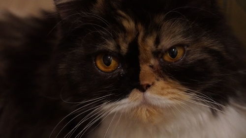 Close-up portrait of a cat
