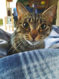 Close-up portrait of cat