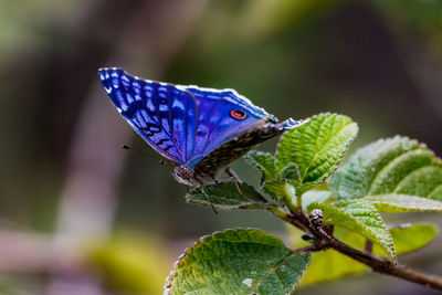 The butterfly, one of the exotic blue noble butterflies, has a wingspan of over five centimeters