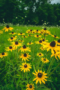 Close-up of yellow flowers in field