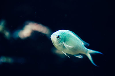 Close-up of fish swimming in tank at aquarium