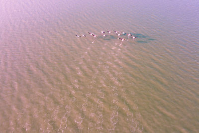 Flock of pink flamingos flying over river estuary. goksu river delta, turkey. aerial view