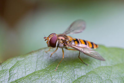 Close-up of insect on leaf