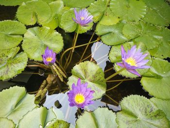 Close-up of lotus water lily in pond