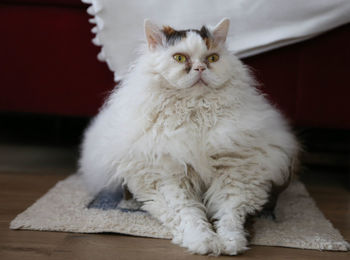 Portrait of white cat sitting on table