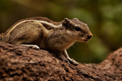 Close-up of a squirrel on rock