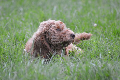 Close-up of dog on field