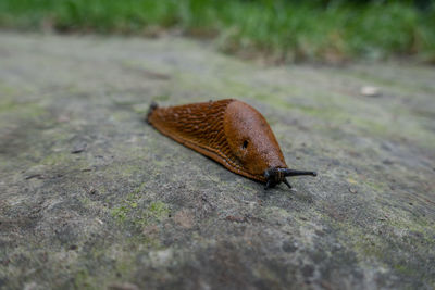 Close-up of snail on leaf