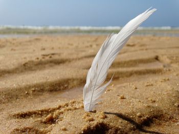 Close-up of feather on beach