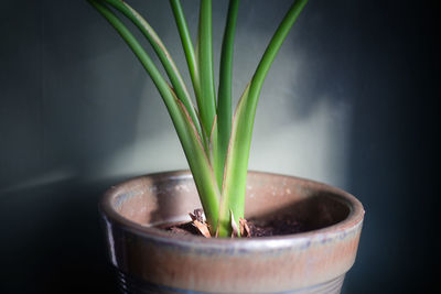 Close-up of potted plant