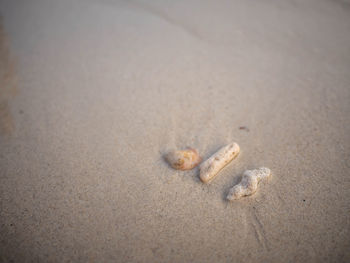 Close-up of crab on beach