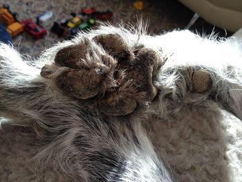 Close-up of an animal