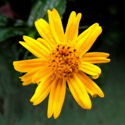 Close-up of insect on yellow flower blooming outdoors