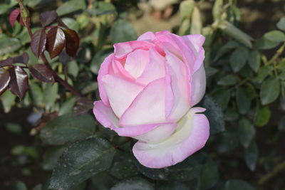 Close-up of pink rose