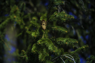 Close-up of pine tree