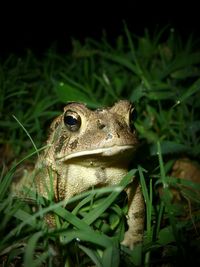 Frog in grass at night