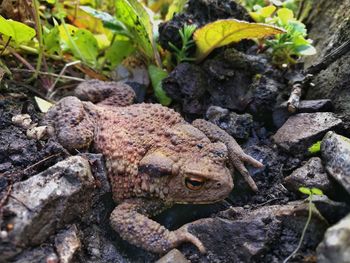 Close-up of lizard on ground