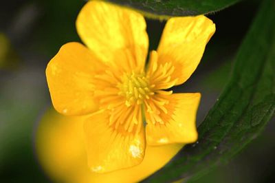 Close-up of yellow flowers