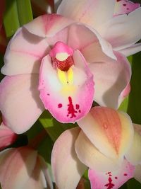 Close-up of pink flowers