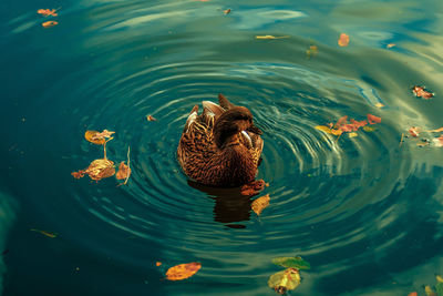 High angle view of a duck in lake