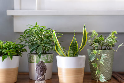 Close-up of potted plant on table at home